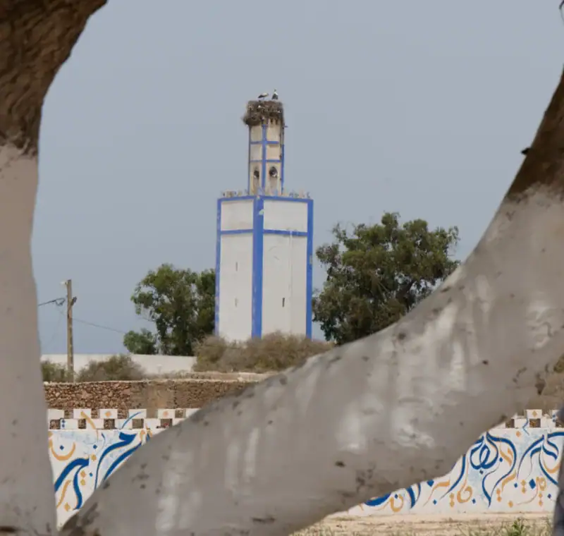 minaret blanc et bleu de la mosquée doualidia avec un nid de cigognes au sommet vu à travers des branches darbres
